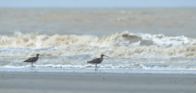 Photo seagulls on beach