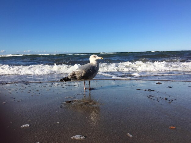 Seagulls on beach