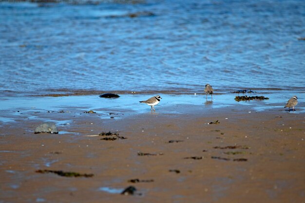 Seagulls on beach