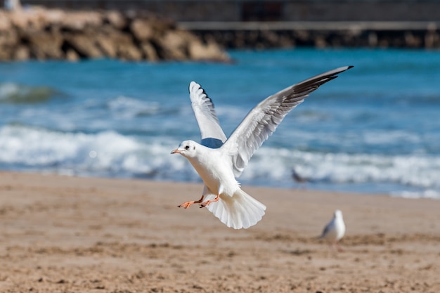 Seagulls in the beach