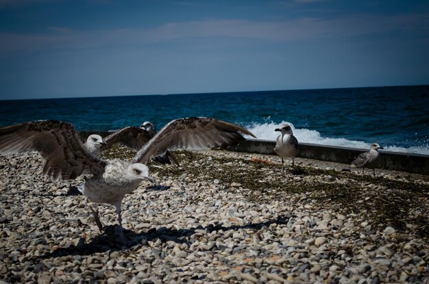 seagulls on the beach