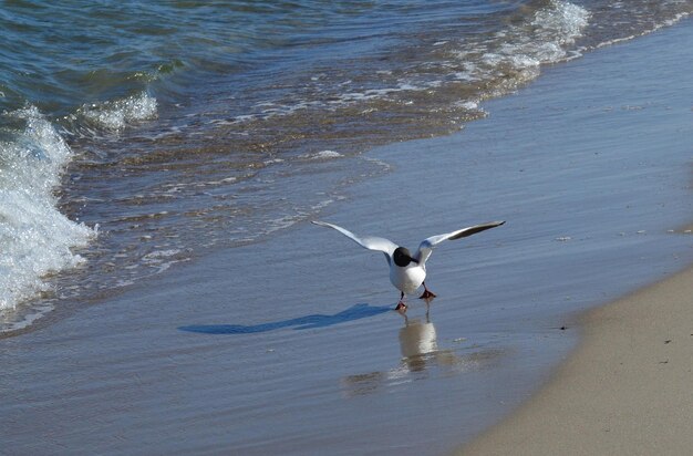 seagulls on the beach