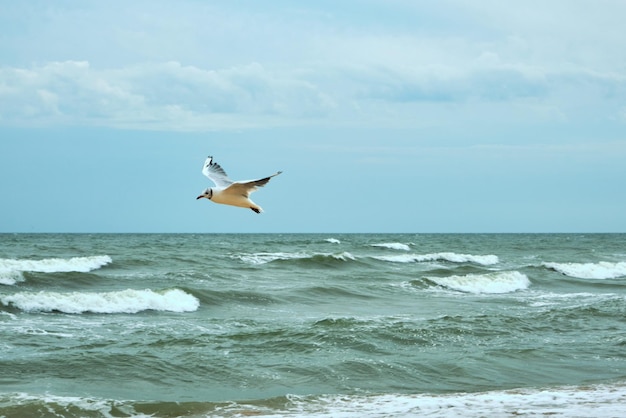 海のカモメ鳥