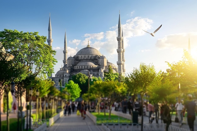 터키 이스탄불의 블루 모스크와 보스포러스 해협을 가로지르는 갈매기