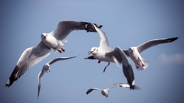 青空の上のカモメ