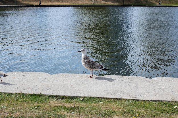 Seagulls on the concrete parapet of the embankment