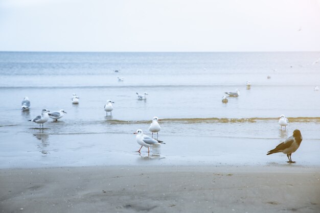 Gabbiani e un corvo sulla spiaggia fredda. uccelli nella stagione invernale al mare. concetto di natura.