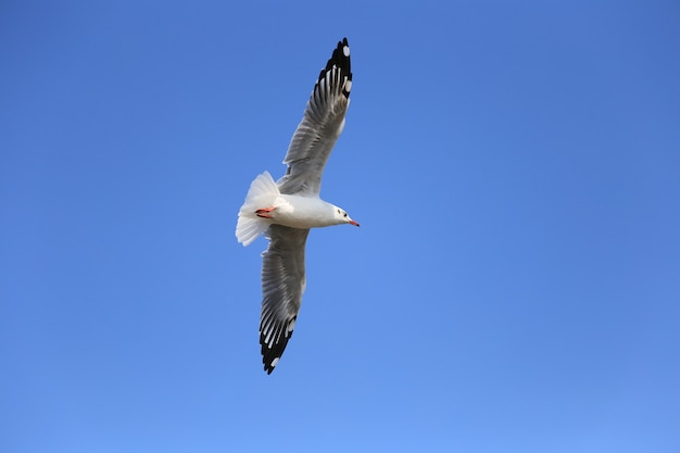 Photo seagulls escaped the cold weather in thailand.