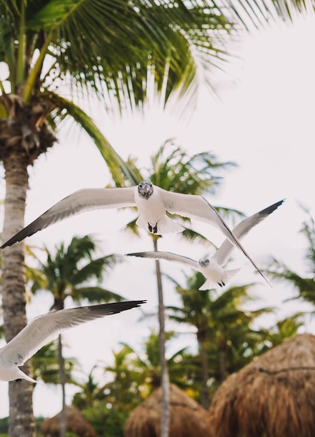 Seagulls in flight on a tropical Caribbean beach