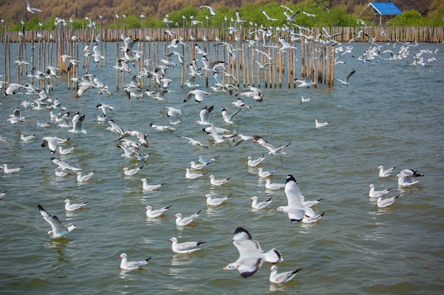 Seagulls float fly over the sea and hunt