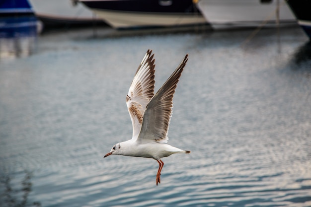 Фото Чайки летают и едят на пристани в стамбуле.