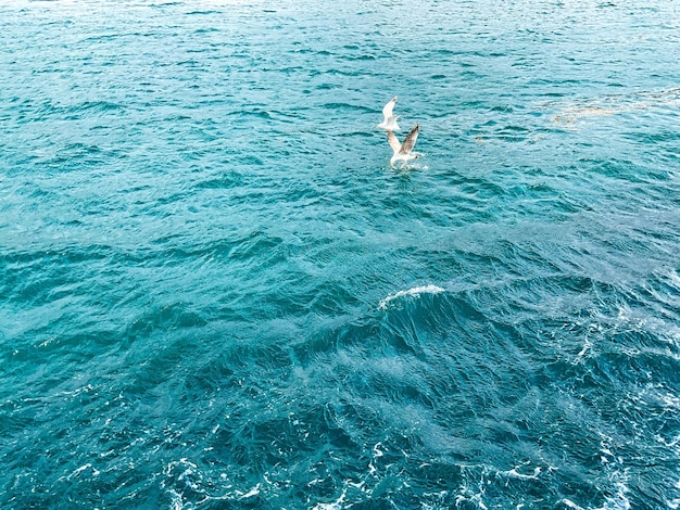 Чайки летают над синим морским морем и чайками