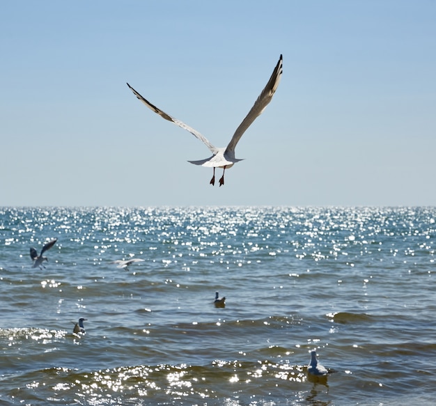 Seagulls fly over the sandy coast of the Black Sea