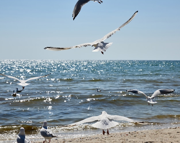 Seagulls fly over the sandy coast