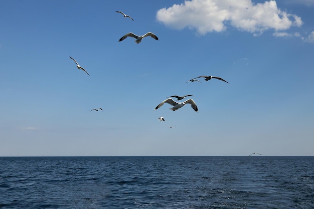 Seagulls fly over the water