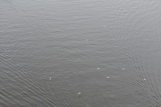 Seagulls fly over water