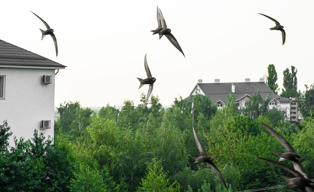 Seagulls flying across the sky