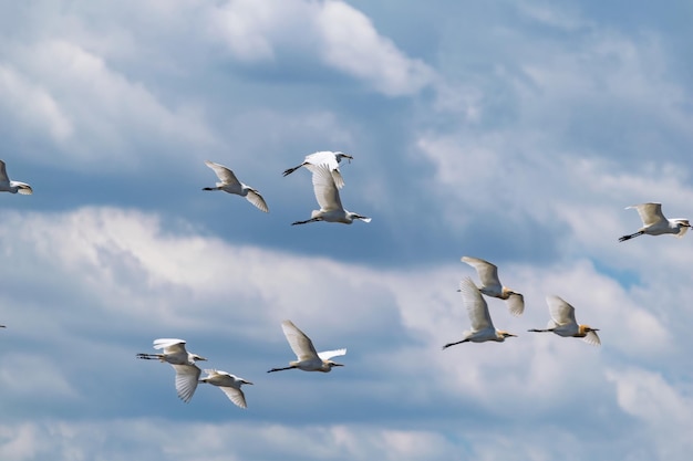 Seagulls flying against sky