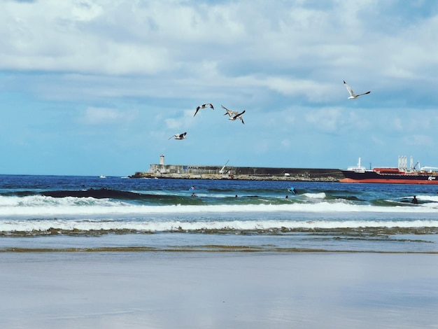 Photo seagulls flying over beach against sky