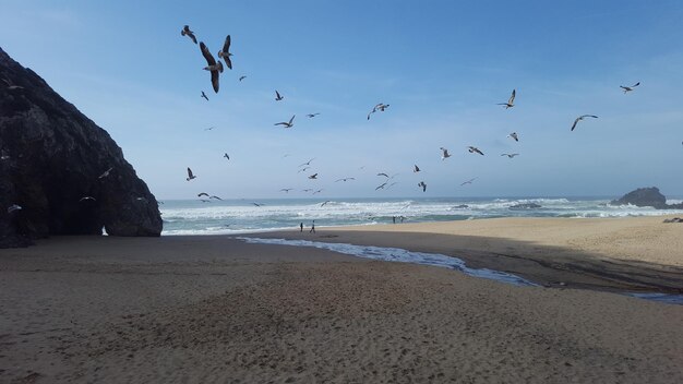 Foto i gabbiani volano sulla spiaggia contro il cielo