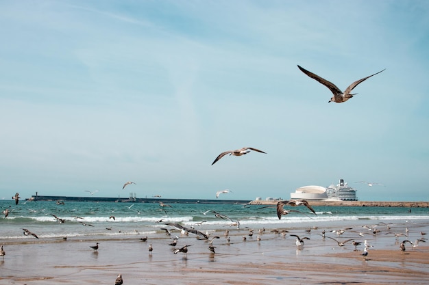 Seagulls flying over beach