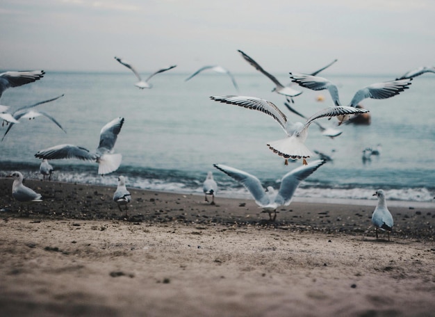 Foto i gabbiani che volano sulla spiaggia