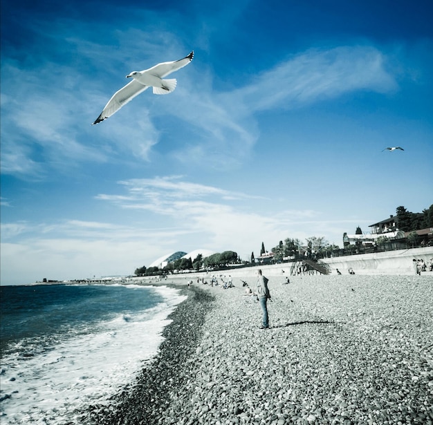 Foto i gabbiani che volano sulla spiaggia