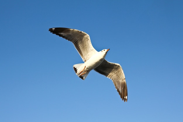 Seagulls flying on blue sky background