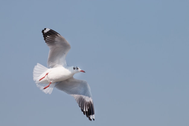 Seagulls flying among blue sky.