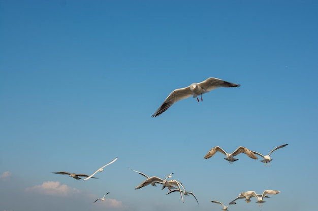 Seagulls flying in the blue sky