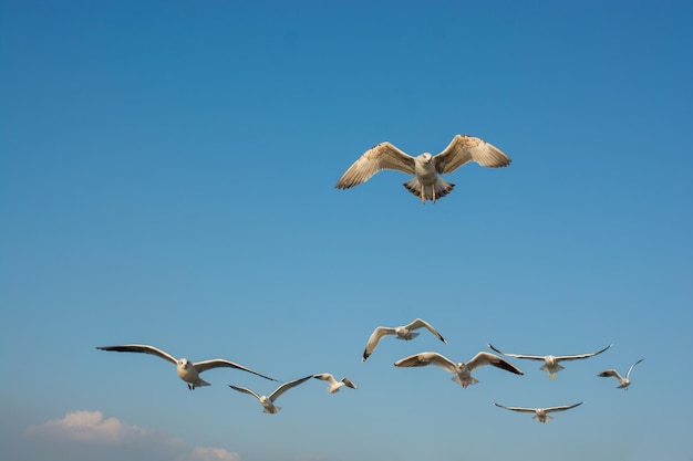 青い空を飛んでいるカモメ