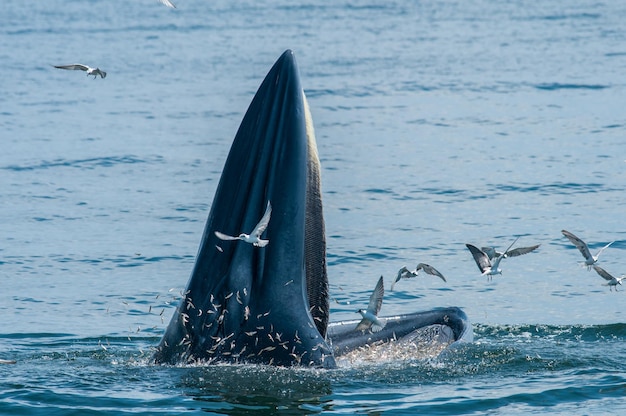 海で泳ぐクジラに飛ぶカモメ
