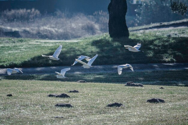 Seagulls flying in a field