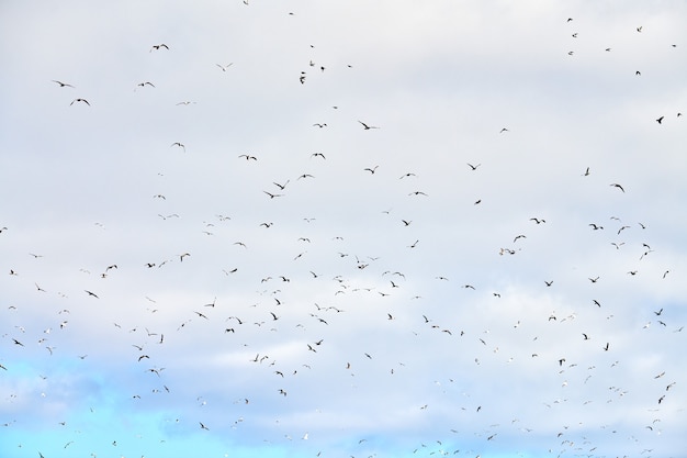 Seagulls flying high in blue sky with white fluffy clouds