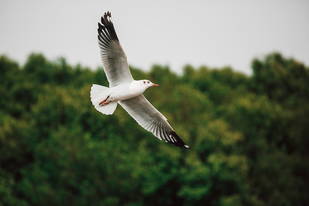 Seagulls flying high with wide spread wings towards light against a blue sky, inspirational concept of freedom and aspiration