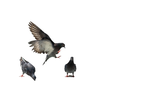 Seagulls flying isolated on white background