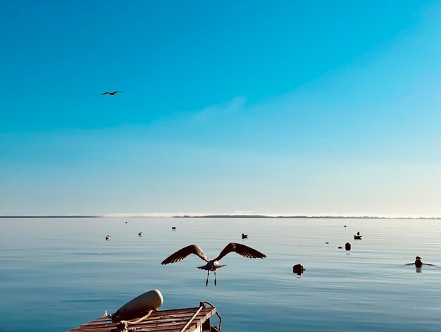 Seagulls flying over lake against sky