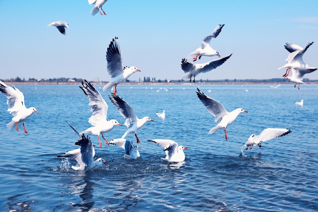 空に向かって湖の上を飛ぶカモメ