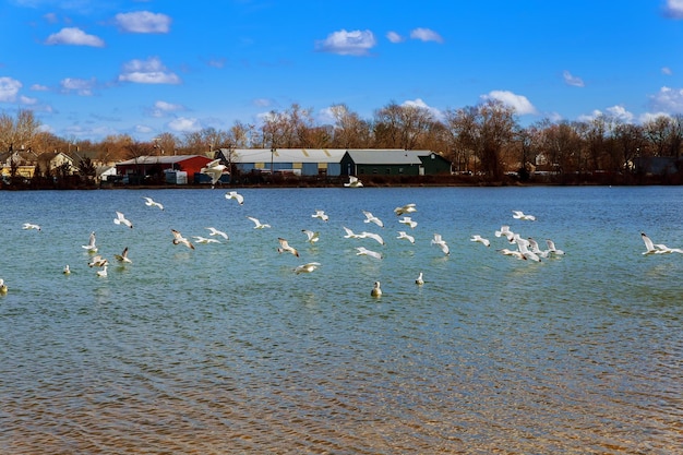 Seagulls flying over lake seagulls flying over the lake