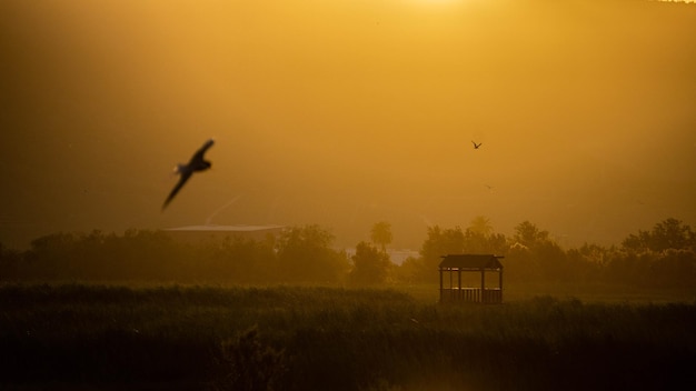 Seagulls flying over a lake at sunset