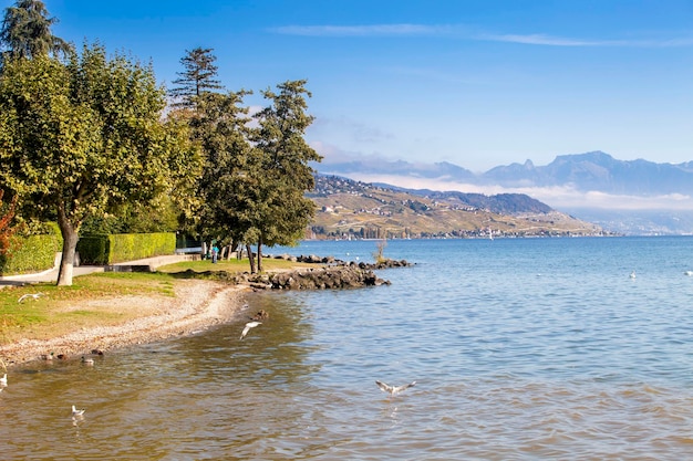 Foto gabbiani che volano sopra un lago in svizzera