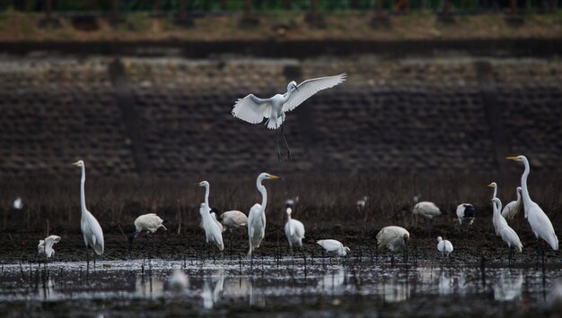 Photo seagulls flying over lake