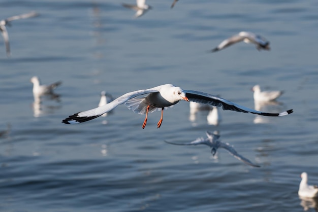 湖の上を飛ぶカモメ