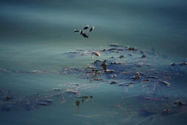 Photo seagulls flying over lake