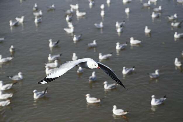 Photo seagulls flying over lake