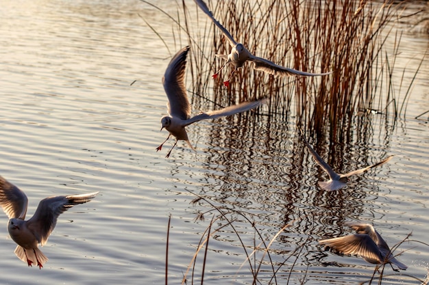 Foto i gabbiani che volano sul lago