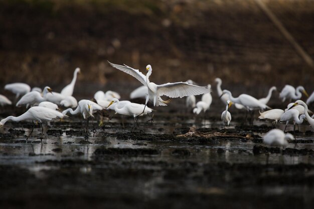 Photo seagulls flying over lake