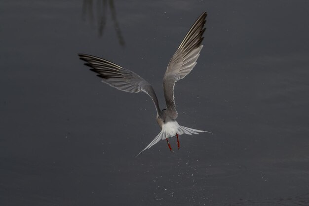 Photo seagulls flying over lake