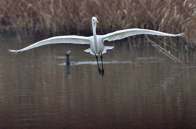 写真 湖の上を飛ぶカモメ