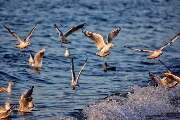 Фото Чайки, летящие над озером.
